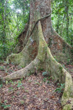 Tambopata, Peru - 28 Kasım 2024: Peru Amazon 'undaki dev bir Ceiba Pentranda ağacının kökleri