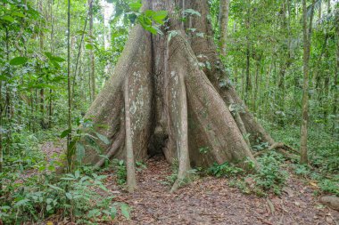 Tambopata, Peru - 28 Kasım 2024: Peru Amazon 'undaki dev bir Ceiba Pentranda ağacının kökleri