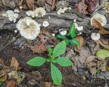 Tambopata, Peru - 28 Nov, 2024: Wild mushroom species growing on trees in the Amazon rainforest clipart