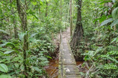 Tambopata, Peru - 28 Nov, 2024: Flooded trails through the Amazon rainforest clipart