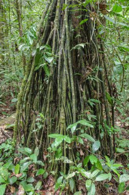 Tambopata, Peru - 27 Kasım 2024: Amazon yağmur ormanlarında orman sarmaşıkları, kökler ve ağaçlar