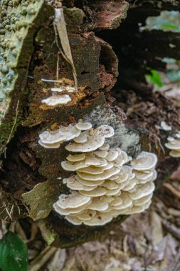 Tambopata, Peru - 28 Kasım 2024: Amazon yağmur ormanlarındaki ağaçlarda yetişen yabani mantar türleri