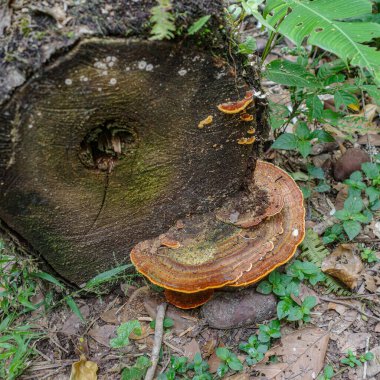 Tambopata, Peru - 28 Nov, 2024: Wild mushroom species growing on trees in the Amazon rainforest clipart