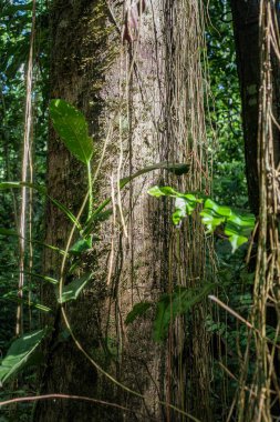 Tambopata, Peru - 27 Kasım 2024: Amazon yağmur ormanlarında orman sarmaşıkları, kökler ve ağaçlar