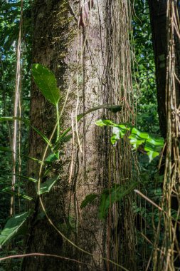 Tambopata, Peru - 27 Nov, 2024: Jungle vines, roots and trees in the Amazon rainforest clipart