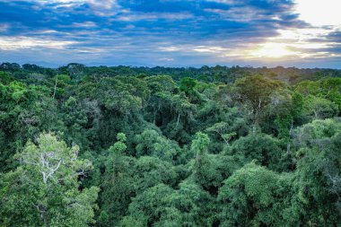 Tambopata, Peru - 26 Kasım 2024: Amazon yağmur ormanları tepe örtüsüne bakıyor