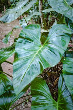 Tambopata, Peru - 28 Kasım 2024: Amazon yağmur ormanlarında yeşil yaprak detayları, Peru