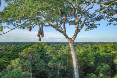 Tambopata, Peru - 26 Nov, 2024: Oropendola bird nests hanging from tall trees in the Peruvian Amazon clipart