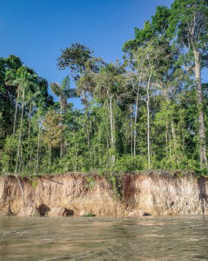 Tambopata, Peru - 25 Kasım 2024: Amazon yağmur ormanları Tambopata Nehri boyunca uzanır.