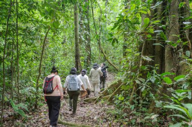 Tambopata, Peru - 27 Kasım 2024: Amazon yağmur ormanlarındaki bir eko-turizm çadırından doğa yürüyüşleri