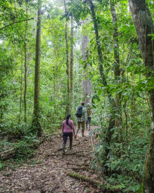 Tambopata, Peru - 27 Kasım 2024: Amazon yağmur ormanlarındaki bir eko-turizm çadırından doğa yürüyüşleri