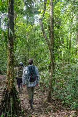 Tambopata, Peru - 27 Kasım 2024: Amazon yağmur ormanlarındaki bir eko-turizm çadırından doğa yürüyüşleri