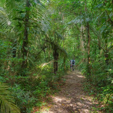 Tambopata, Peru - 27 Kasım 2024: Amazon yağmur ormanlarındaki bir eko-turizm çadırından doğa yürüyüşleri