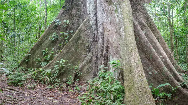 Tambopata, Peru - 28 Kasım 2024: Peru Amazon 'undaki dev bir Ceiba Pentranda ağacının kökleri