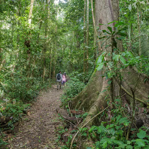 Tambopata, Peru - 27 Kasım 2024: Amazon yağmur ormanlarındaki bir eko-turizm çadırından doğa yürüyüşleri