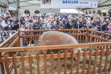 San Sebastian, İspanya - 21 Aralık 2024: Domuz, 'Kaxilda', Donostia San Sebastian 'daki Santo Tomas Günü kutlamalarının bir bölümünde sergileniyor