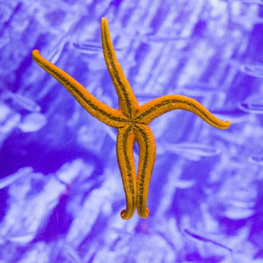 San Sebastian, Spain - 26 Jan 2025: A Starfish Asterias rubens against glass in San Sebastian Aquarium clipart