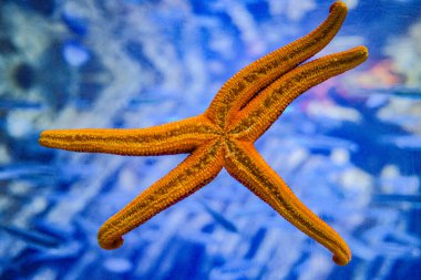 San Sebastian, Spain - 26 Jan 2025: A Starfish Asterias rubens against glass in San Sebastian Aquarium clipart