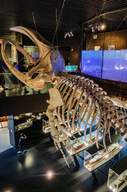 San Sebastian, İspanya - 26 Ocak 2025: San Sebastian Akvaryumunun müze bölümünde bir balina iskeleti asılı