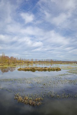 Vitoria-Gasteiz, Spain - 18 January 2025: Wildlife in the Salburua wetlands nature reserve clipart