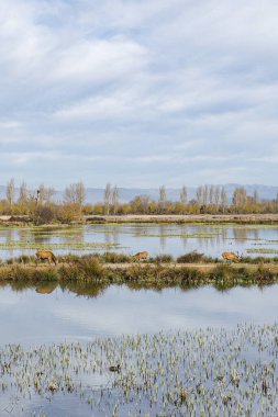 Vitoria-Gasteiz, İspanya - 18 Ocak 2025: Salburua sulak alanlarında vahşi yaşam