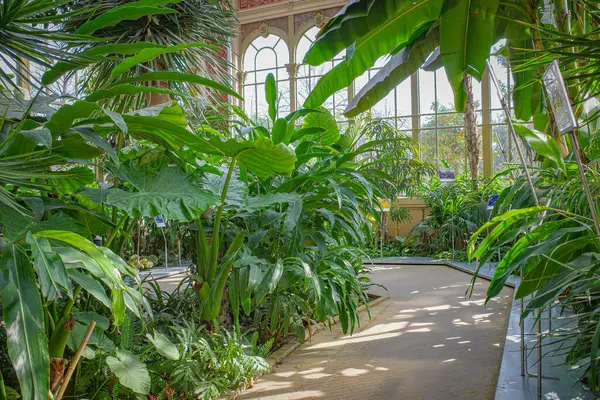 Barselona, İspanya - 16 Şubat 2025: Hivernacle Kış Bahçesi, Park de la Ciutadella, Barcelona