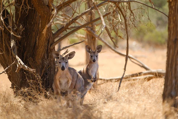 Dos Canguros Salvajes Madre Joey Escondidos Sombra Árbol Arbusto Australiano —  Fotos de Stock