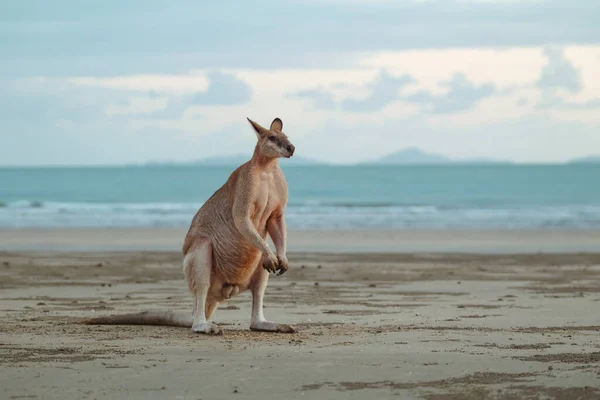 Grote Mannelijke Kangoeroe Staand Een Strand Australië Tijdens Zonsopgang Kijkend — Stockfoto