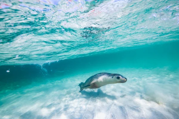 Австралійський Морський Лев Плаває Під Водою Бірюзовій Мілководді Океану Білому — стокове фото