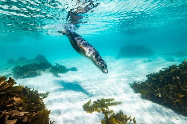 Австралійський Морський Лев Плаває Під Водою Бірюзовій Мілководді Океану Білому — стокове фото