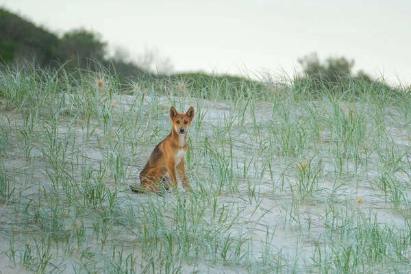Cão Dingo Sentado Praia Duna Areia Durante Pôr Sol Olhando Imagens Royalty-Free