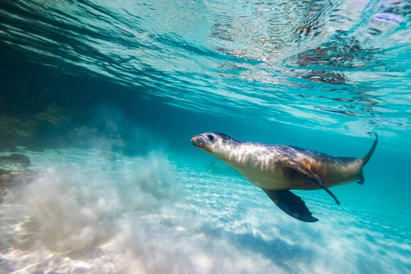 Leão Marinho Australiano Nadando Debaixo Água Mar Azul Turquesa Águas Fotografias De Stock Royalty-Free
