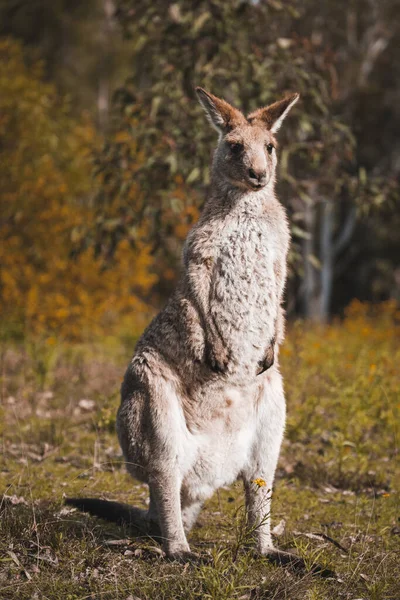Gros Plan Kangourou Adulte Debout Dans Forêt Sur Les Pieds — Photo