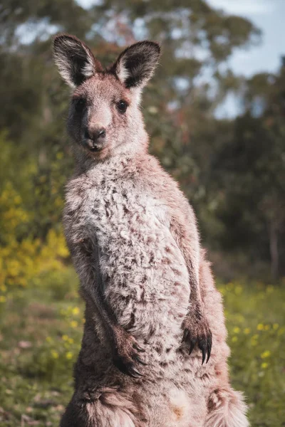 Zbliżenie Zdjęcia Dorosłego Kangura Wyglądającego Ciekawie Aparacie Zabawne Ujęcie — Zdjęcie stockowe