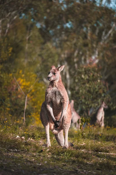 Closeup Shot Adult Kangaroo Standing Wild Forest Its Back Feet — Stock Photo, Image