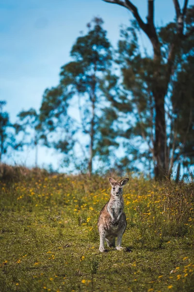 Eine Nahaufnahme Eines Niedlichen Jungen Känguruhs Das Auf Seinen Hinterfüßen — Stockfoto