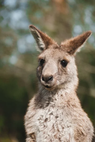 Een Close Van Een Volwassen Kangoeroe Zoek Nieuwsgierig Camera Een — Stockfoto