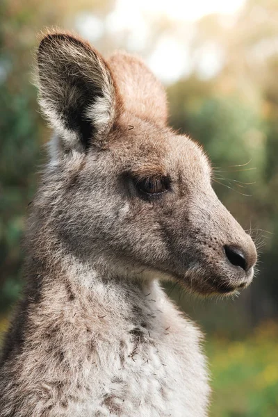 Yakın Görüntü Avustralya Ormanındaki Bir Kangurunun Vesikalığı Gün Batımındaki Güzel — Stok fotoğraf