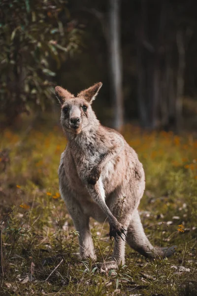 Ενήλικο Αυστραλιανό Καγκουρό Στην Άγρια Φύση Αστεία Στάση Ξύνοντας Χέρι — Φωτογραφία Αρχείου
