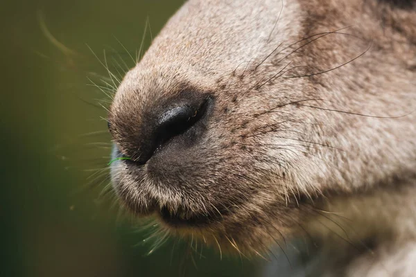 Nahaufnahme Porträt Eines Niedlichen Pelzigen Kängurus Detail Der Nase Schnauze — Stockfoto