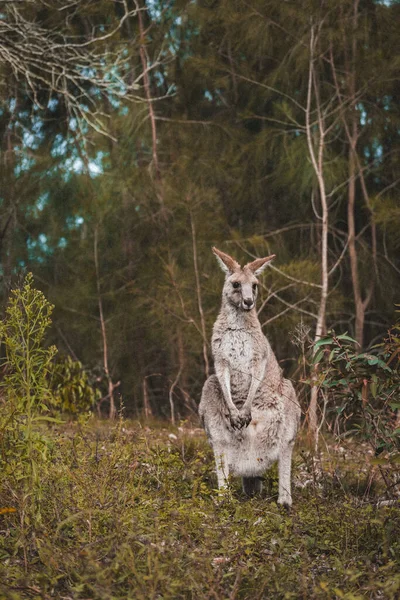 Gros Plan Kangourou Adulte Dans Forêt Sauvage Australienne Plein Jour — Photo