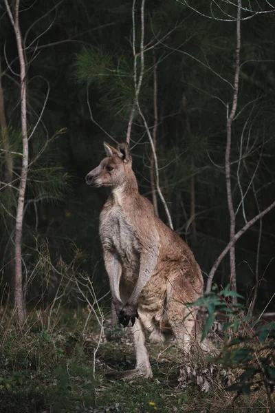 Gros Plan Kangourou Mâle Adulte Dans Forêt Sauvage Australienne Pendant — Photo