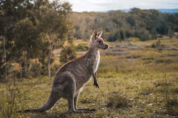 Känguru Australischen Outback Mit Schöner Aussicht Bei Sonnigem Wetter Bergen — Stockfoto