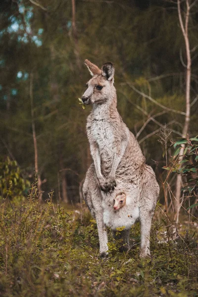 a closeup shot of a cute kangaroo with a baby in the pouch in the forest, Australia