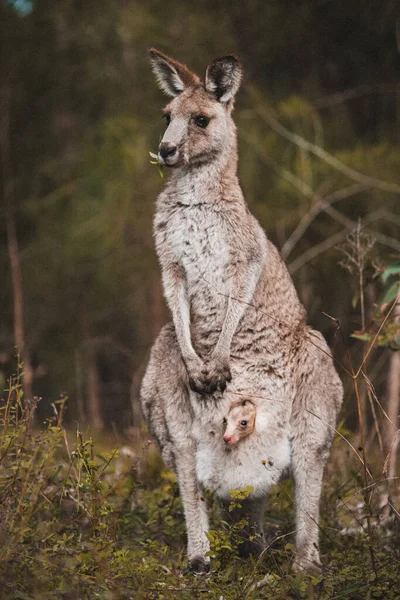 Detailní Záběr Roztomilého Klokana Dítětem Váčku Lese Austrálie — Stock fotografie