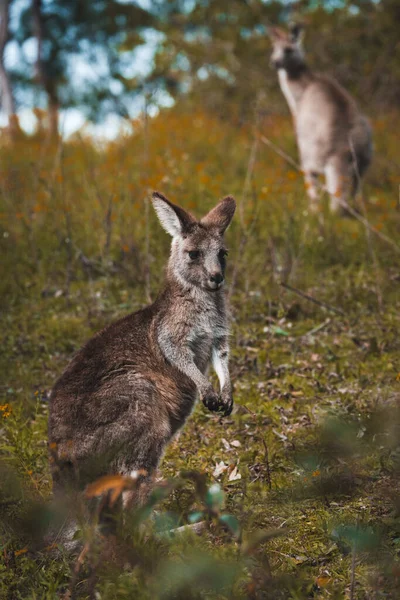Eine Nahaufnahme Eines Niedlichen Jungen Känguruhs Das Auf Seinen Hinterfüßen — Stockfoto