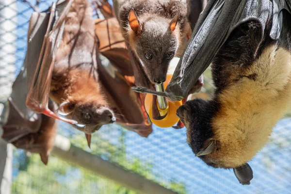 Bonitos Zorros Voladores Peludos Murciélagos Están Alimentando Leche Biberón Colgando — Foto de Stock