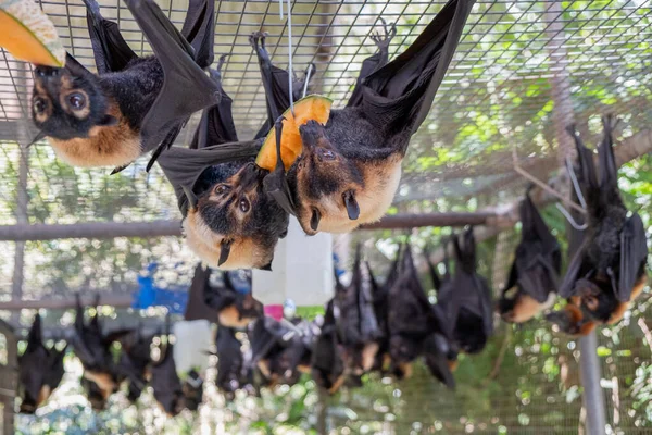 Denevércsoport Repülő Rókák Táplálkoznak Egy Gyümölcsből Görögdinnye Lóg Ketrecen Egy — Stock Fotó