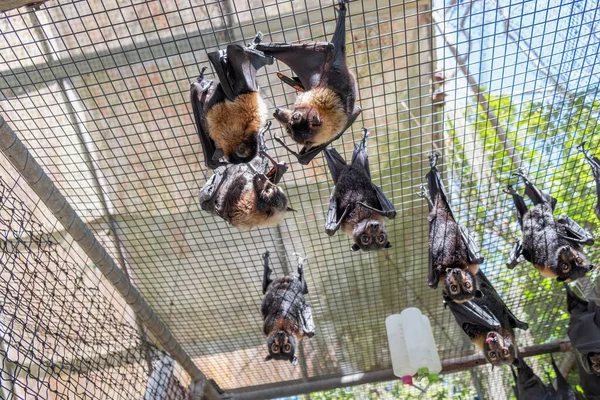 Cute furry flying foxes, bats are hanging on the cage in a bat hospital, sanctuary in Australia. Sunny weather