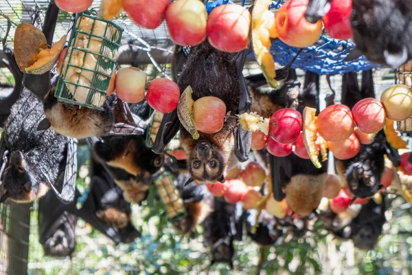 Denevércsoport Repülő Rókák Táplálkoznak Egy Gyümölcsből Almák Lógnak Ketrecen Egy — Stock Fotó